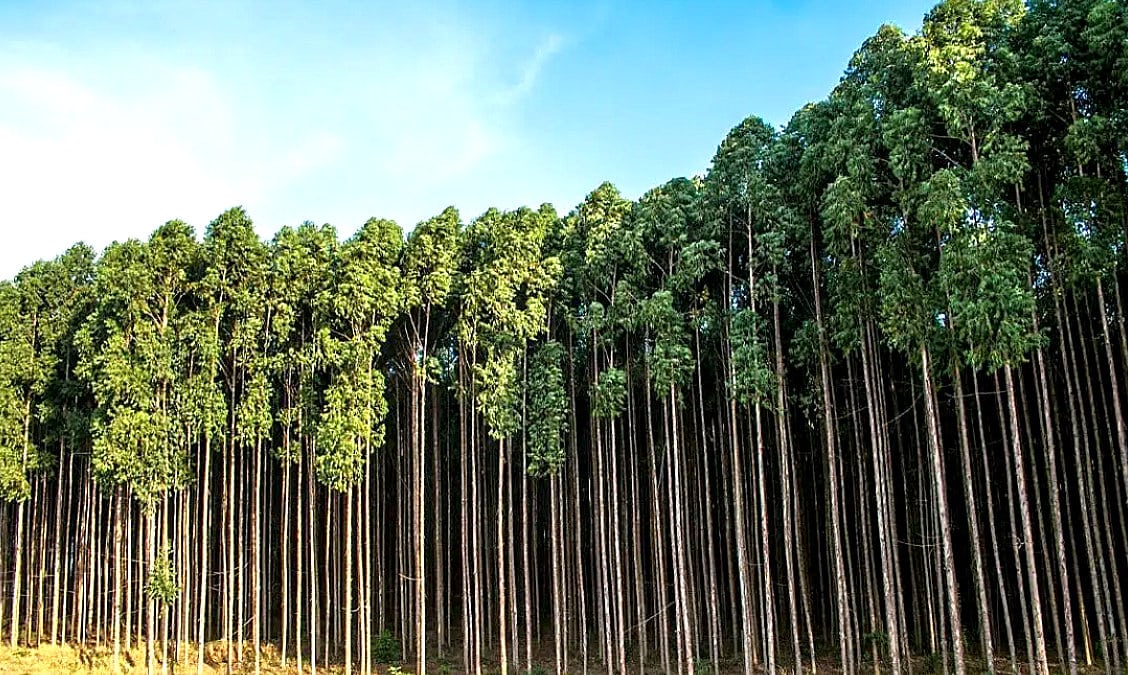 Plantio de eucalipto como fonte renovável