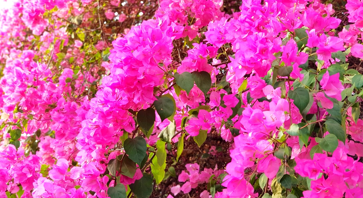 Primavera como opção de plantio