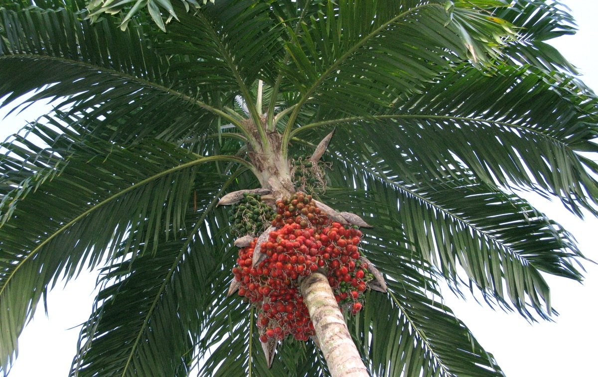 Palmeira pupunha com frutos vermelhos