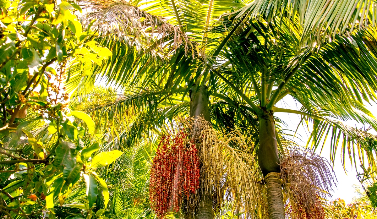 Palmeias do tipo Real com inflorescência e frutos.