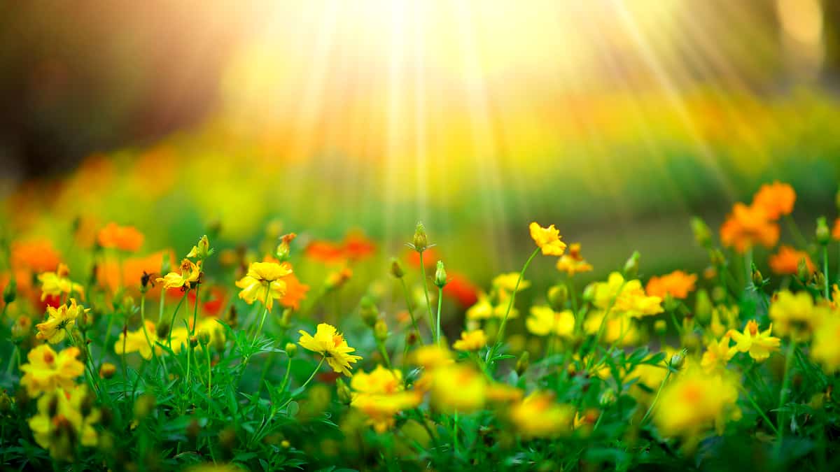 Jardim florido com sol pleno
