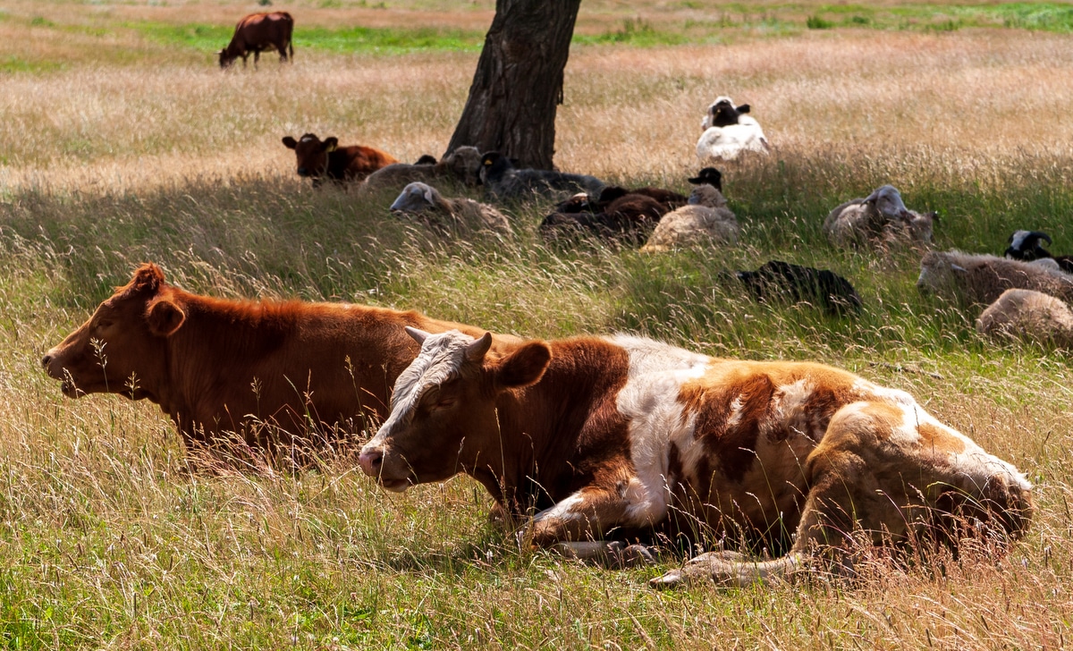 Animais descansam embaixo de uma árvore no pasto sinônimo de bem-estar