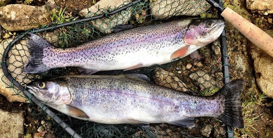 Criação de trutas em baixas temperaturas é ótima opção para piscicultura no inverno