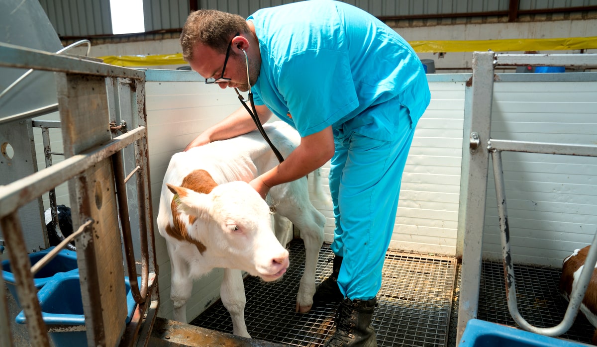 Veterinário avalia o bem-estar de um bezerro