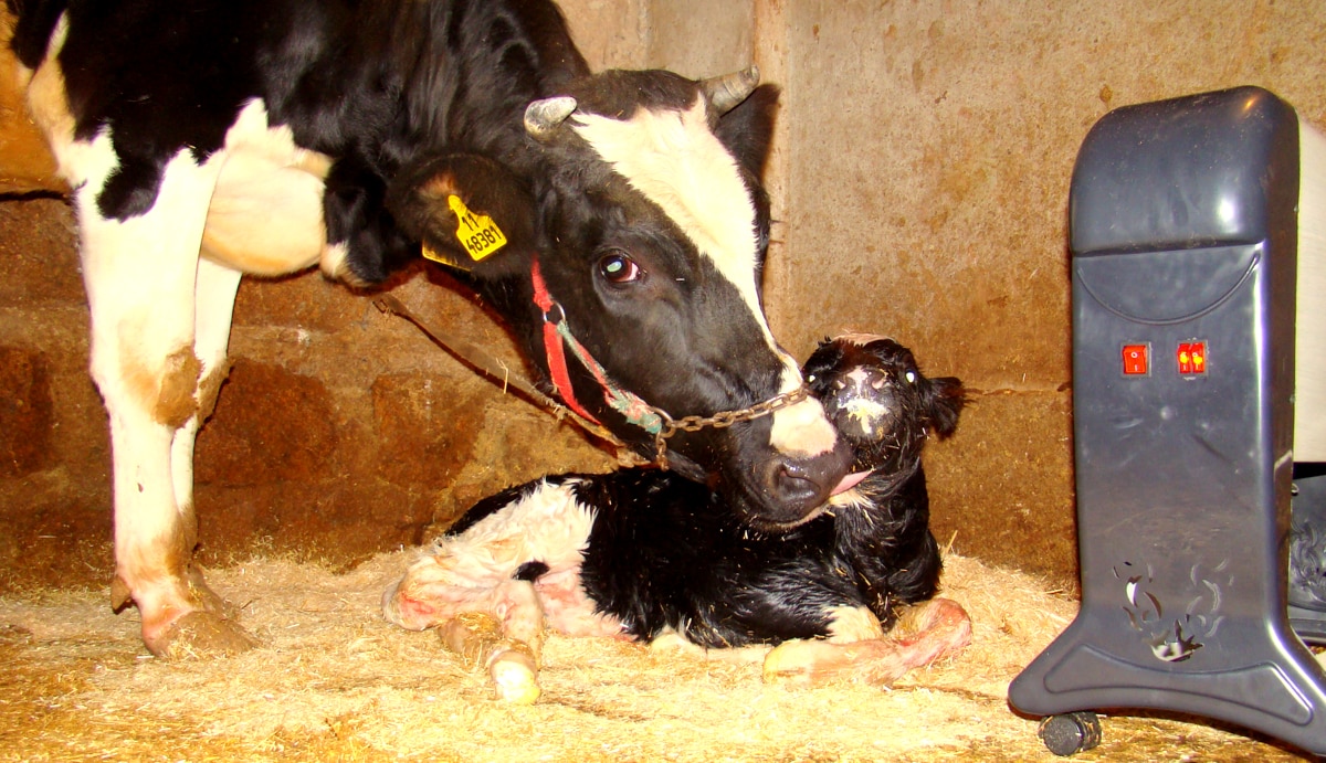 Vacas em lactação após o nascimento de bezerros