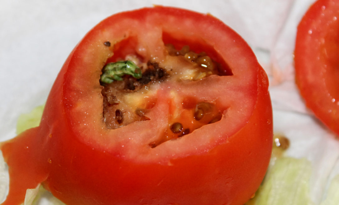 Praga Helicoverpa zea dentro de um tomate.