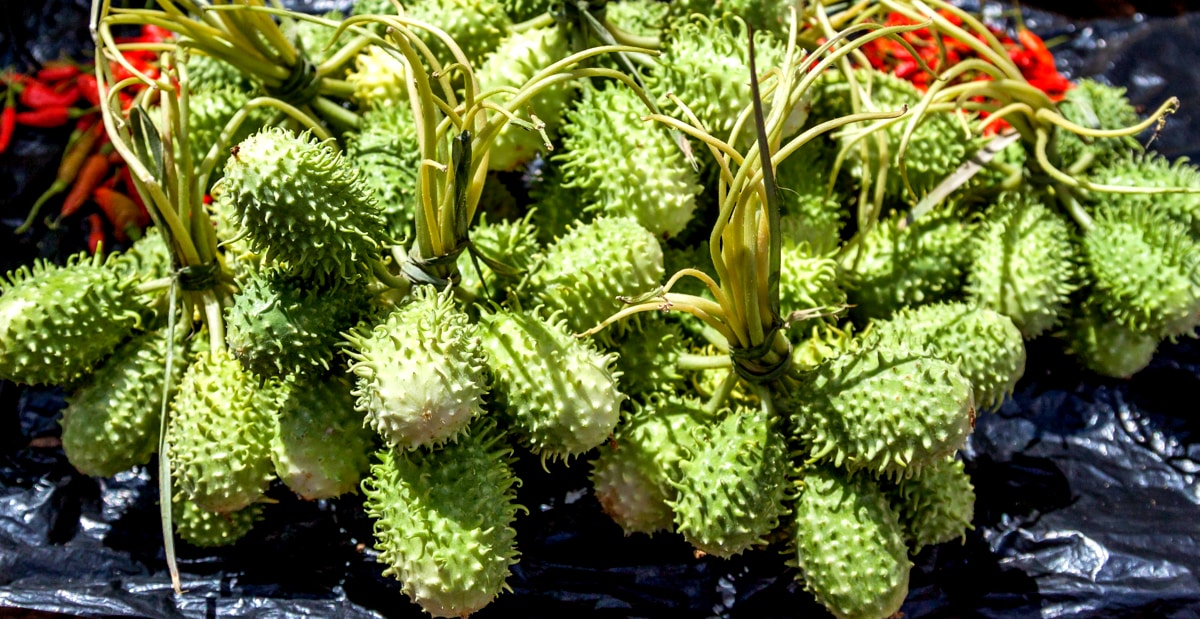 Maço de maxixe, características do fruto