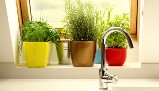 Temperos em vasos: veja como plantar e cultivar