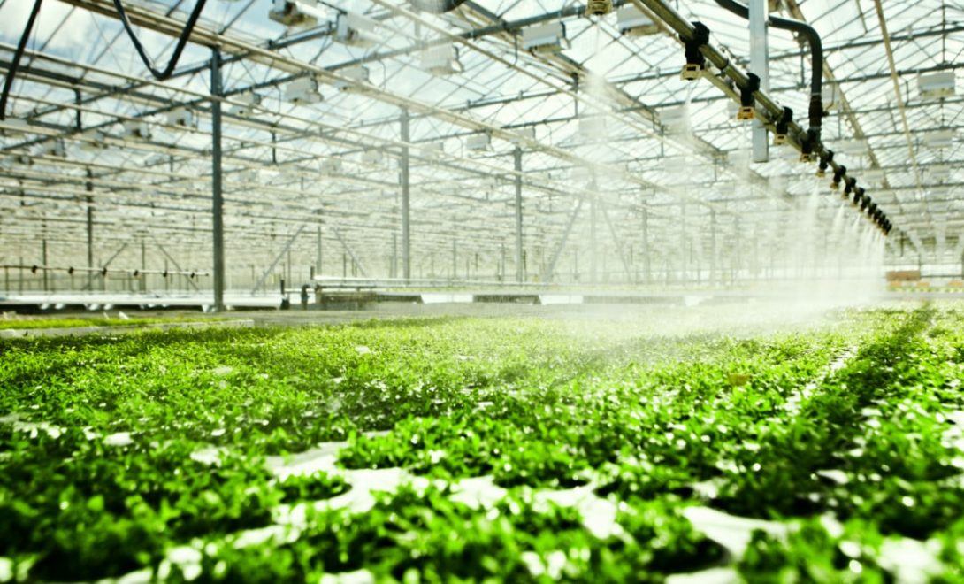 Estufa com sistema de irrigação automatizado.
