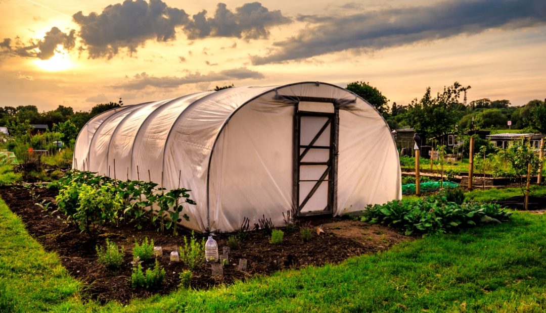 Estufa para plantas: tipos e funções