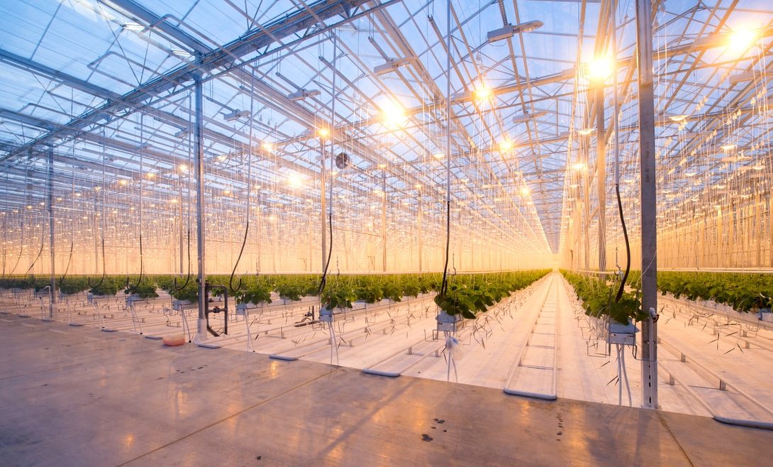Estufa para cultivo hidropônico moderna