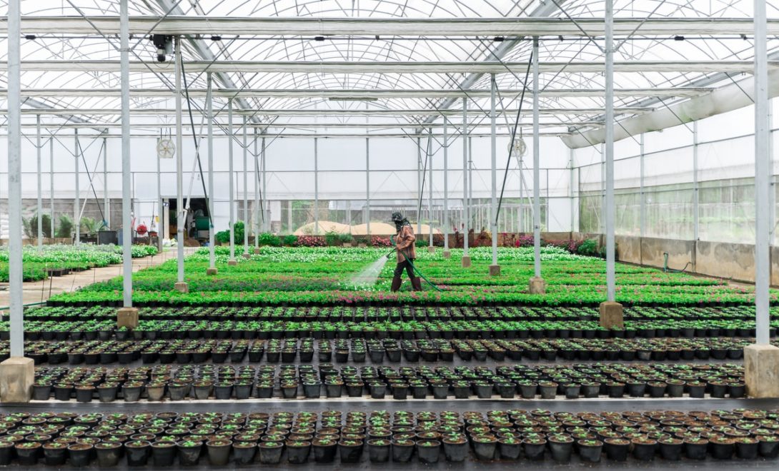 Estufa para produção de flores semi-automatizada.