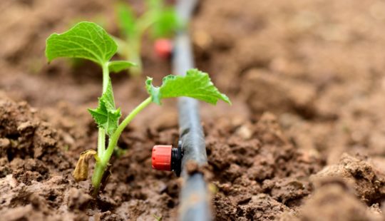 Conheça a prática de Drip Protection nas lavouras