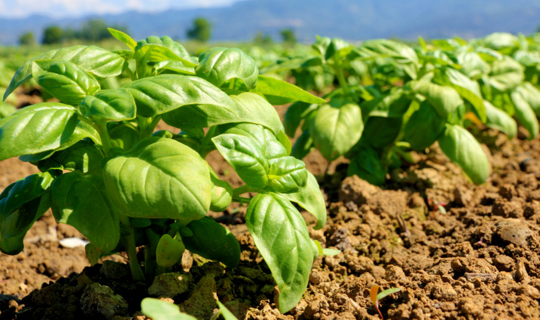 Mudas de manjericão plantadas no campo