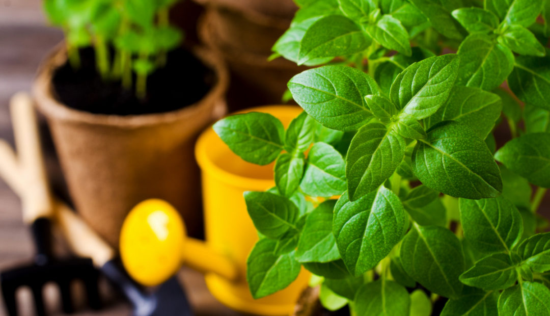 Como plantar manjericão: aprenda dicas de cultivo