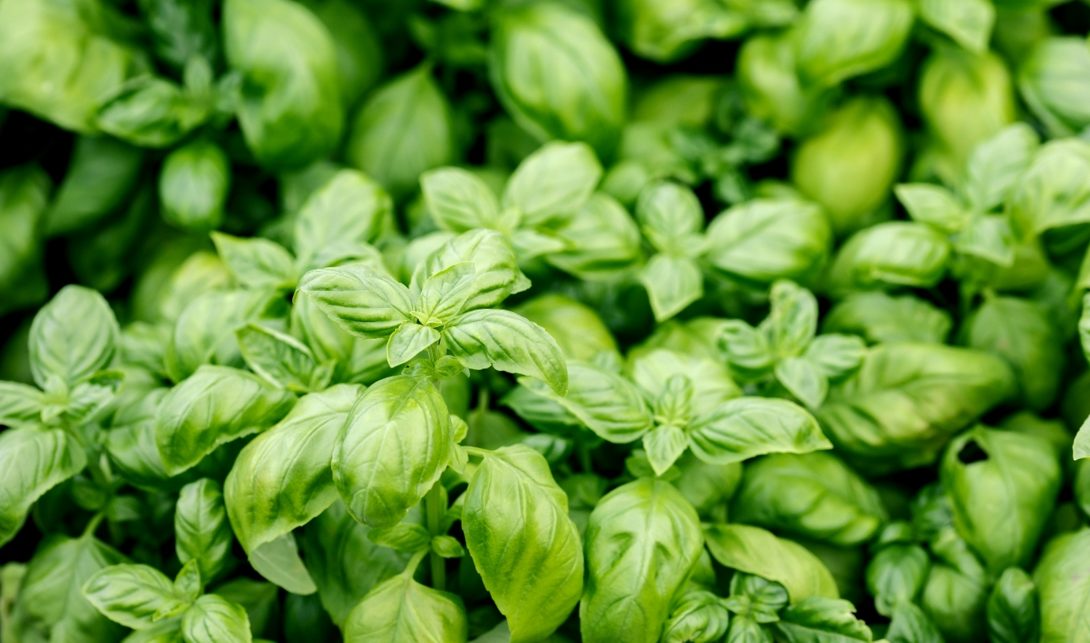 Plantas de manjericão do tipo italiano