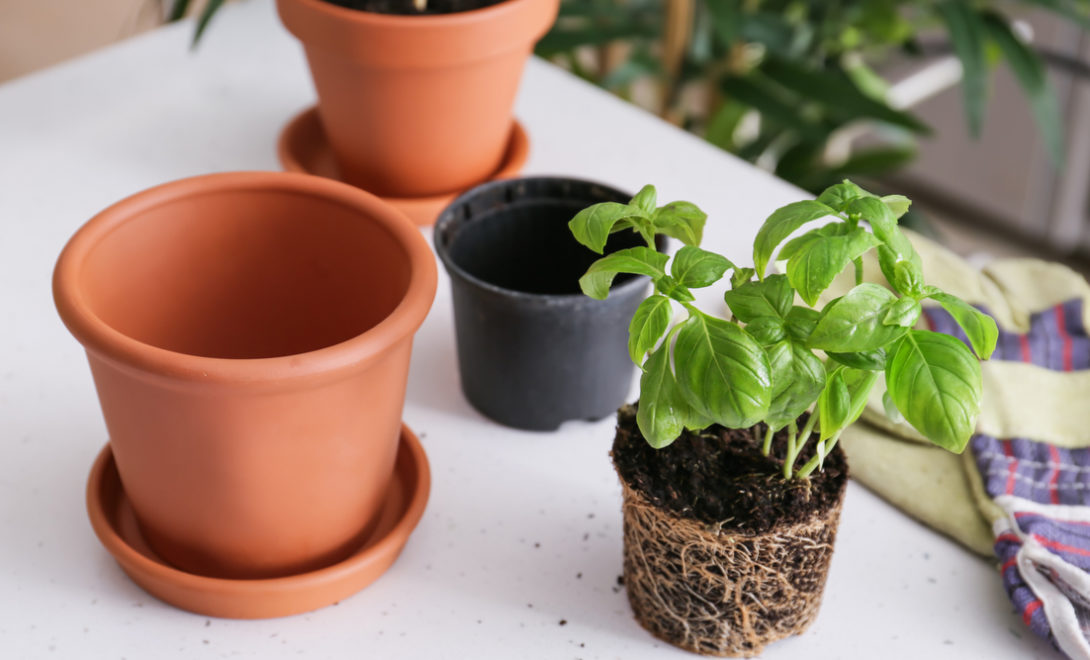 Muda de manjericão pronta para plantar em um vaso