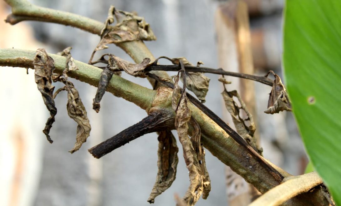 Caule do tomateiro com sintoma da doença murcha-de-fusário