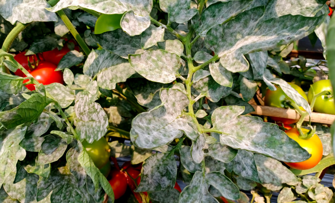 Sintoma da doença oídio, causada pelo fungo Oidium lycopersici, em folhas de tomate