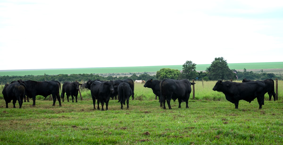 Animais da raça brangus em sistema de pastagem