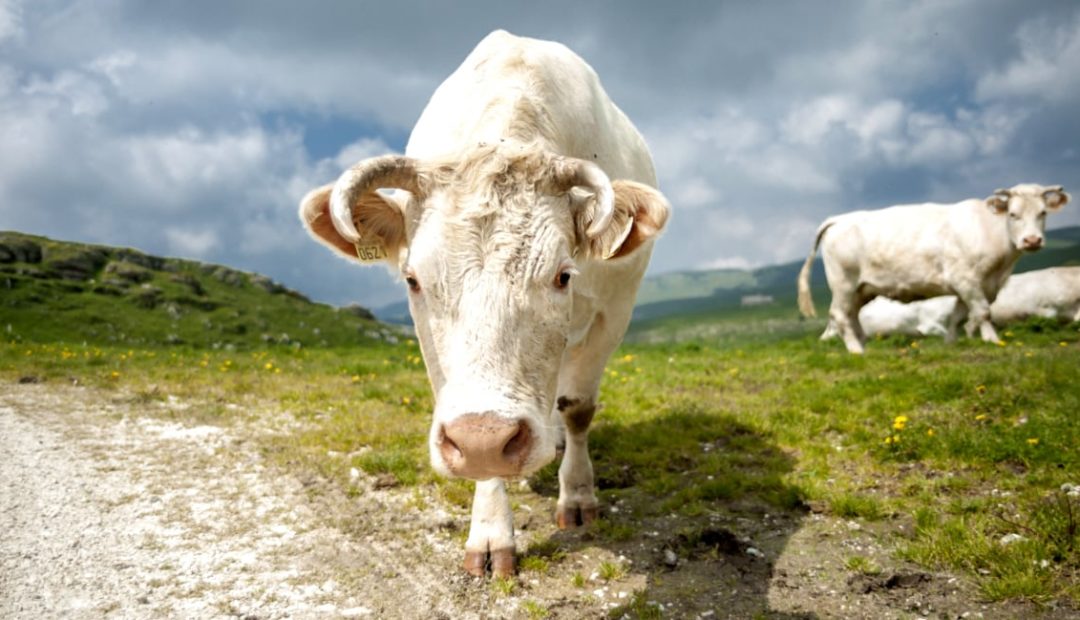 Chianina: conheça a raça de gado “gigante”