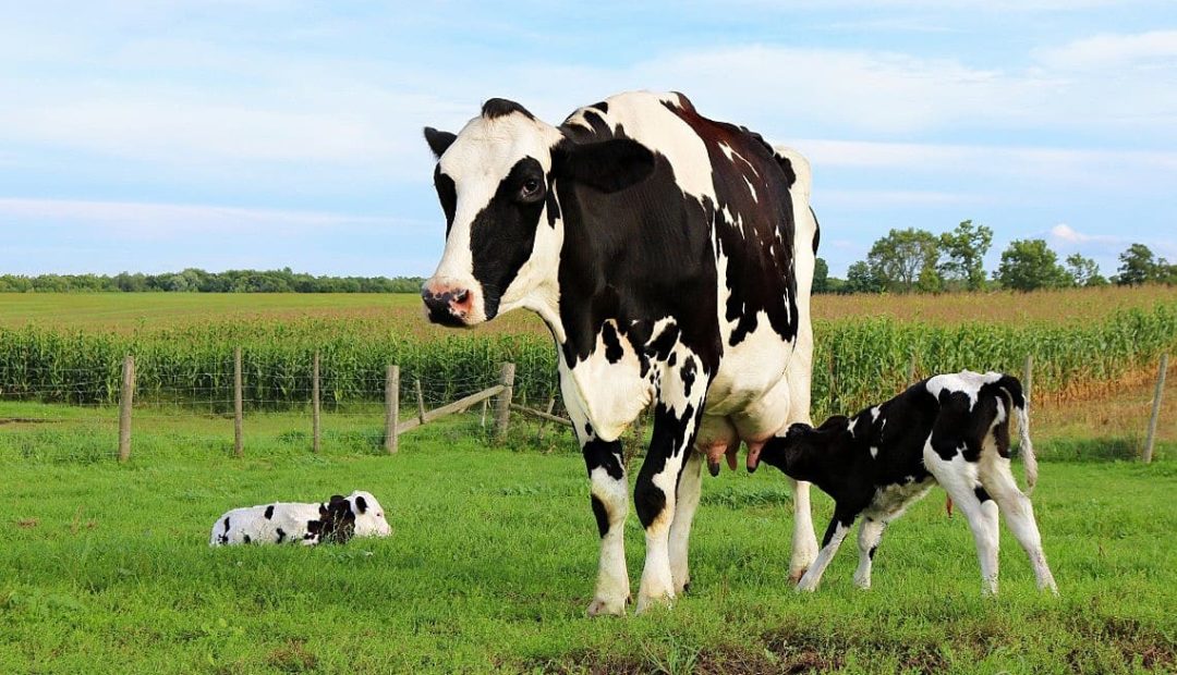Vacas em lactação: como deve ser o manejo