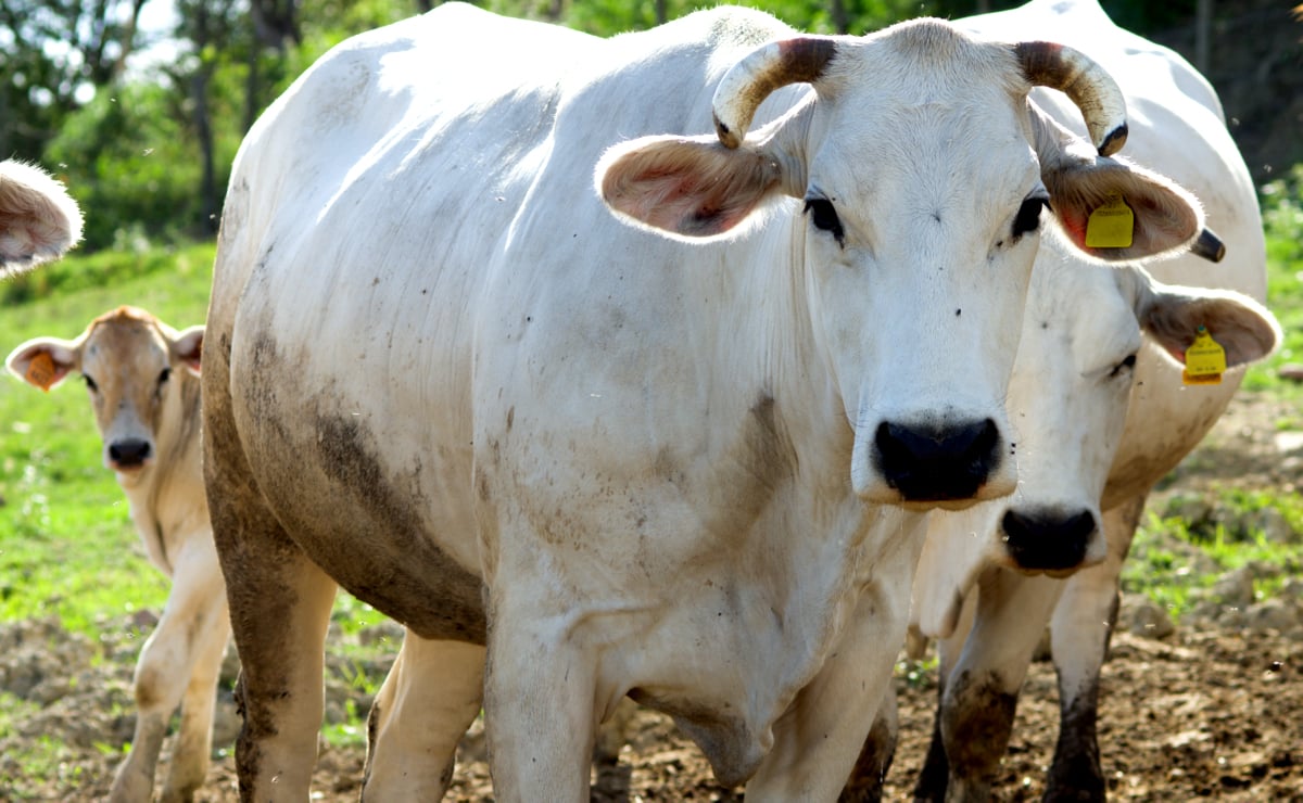Longevidade de animais com destaque os bezerros