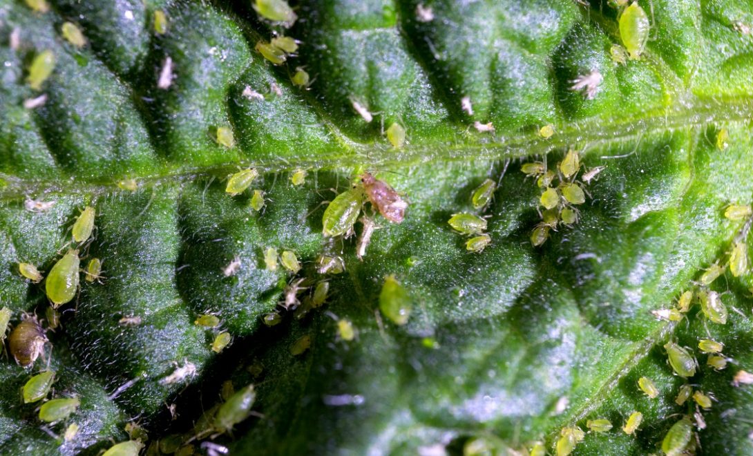 Infestação de pulgões da espécie Myzus persicae em folha de tomate