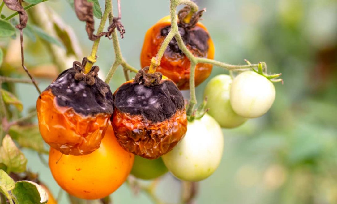 Tomate com sintomas da doença requeima, causada pelo fungo Phytophthora infestans