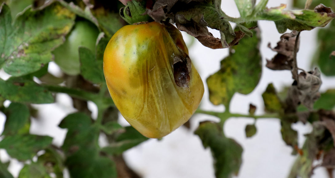 Fruto de tomate com sintoma da doença talo-oco ou podridão-mole