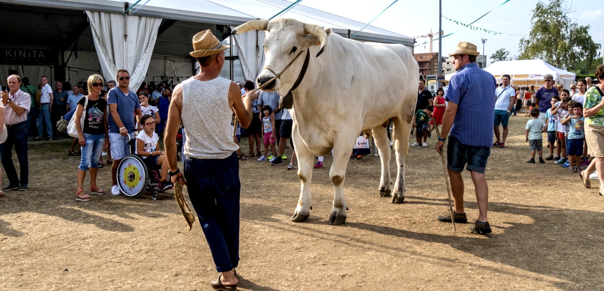 Gado chianina chama a atenção pelo tamanho.