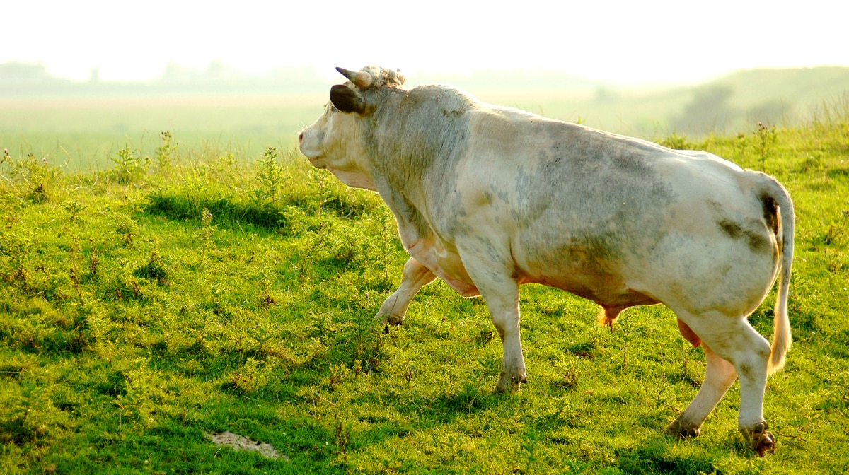 Exemplar de touro da raça chianina usada para cruzamentos