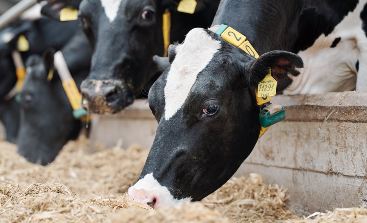 Vacas recebendo alimentação balanceada