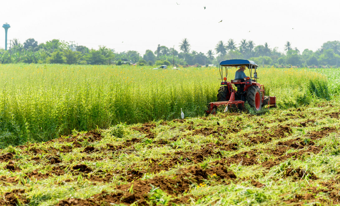 Agricultor cortando a adubação verde e deixando a palhada em campo
