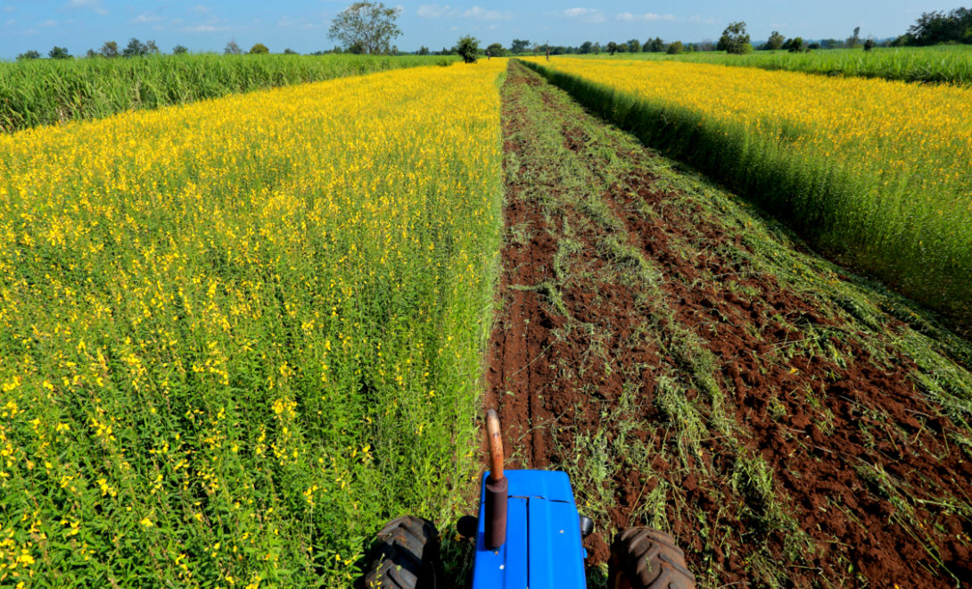 Crotalária cultivada como adubo verde em área de canavial
