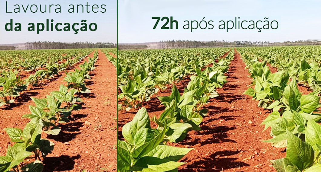 Bioestimulante: uso na agricultura tem bons resultados
