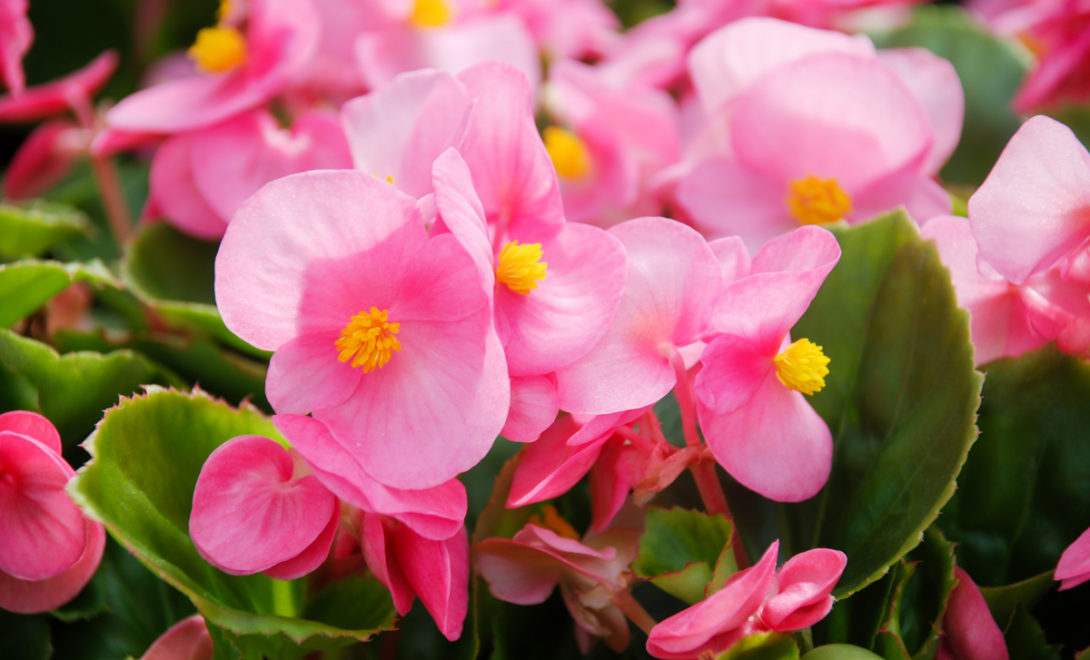Flores de begoninha de jardim