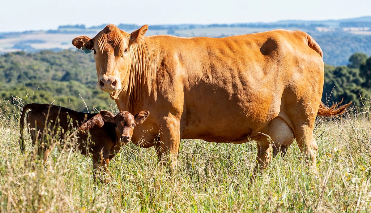 Fêmea caracu com bezerro no pasto