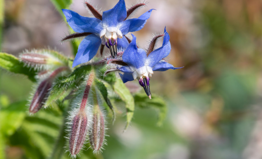 Flor comestível da espécie Borago officinalis