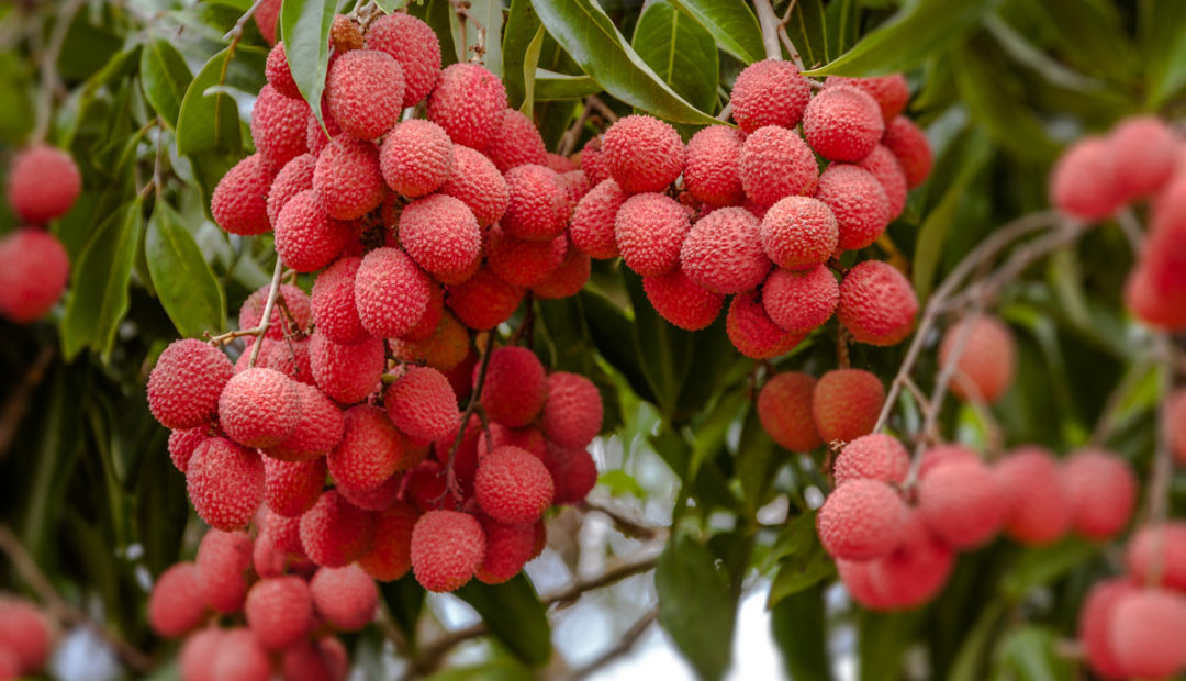 Lichia: conheça mais sobre essa fruta e como cultivá-la