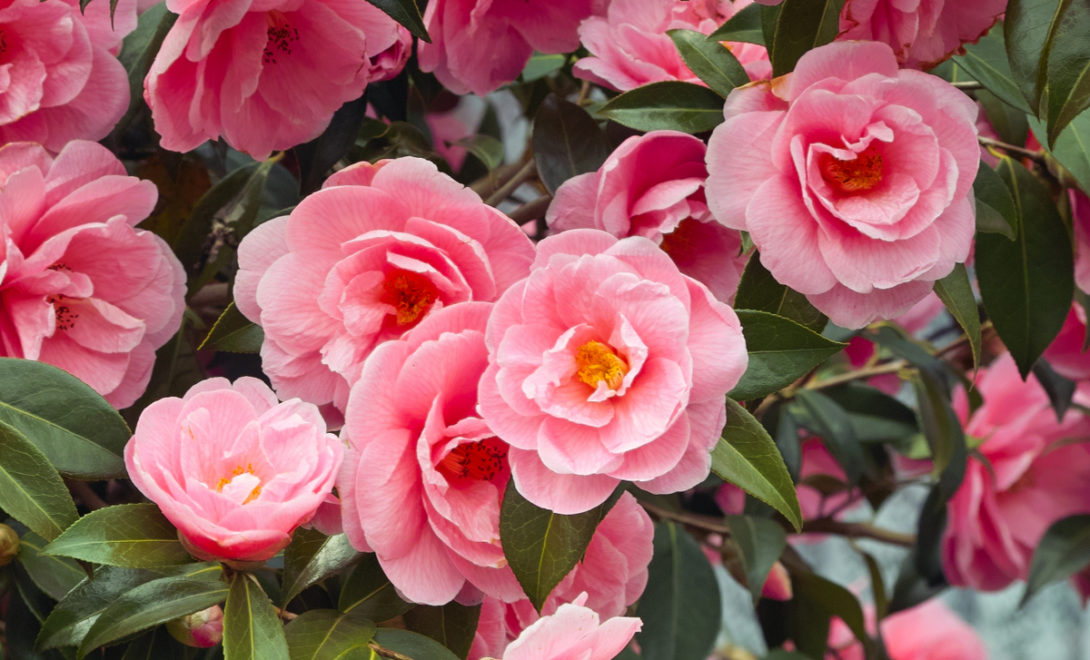 Flores de camélia