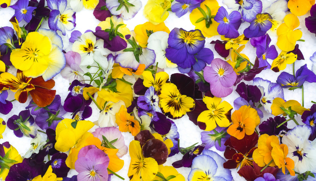 Flores comestíveis: 21 espécies para você experimentar