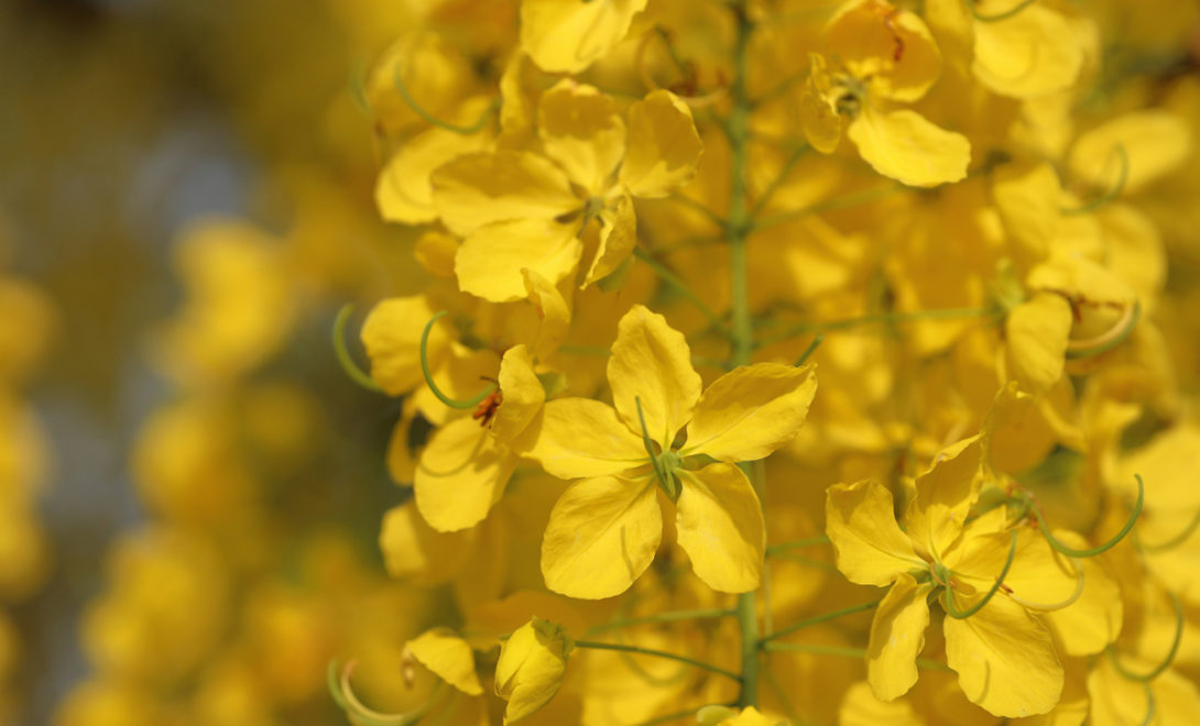 Flores de Cassia fistula