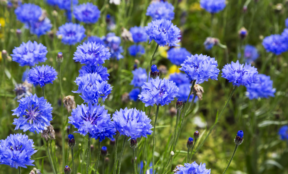 Flores comestíveis da espécie Centaurea cyanus