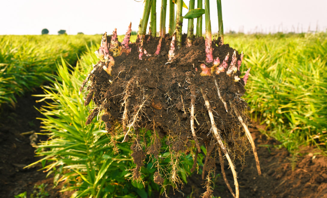 Colheita de gengibre cultivado no campo