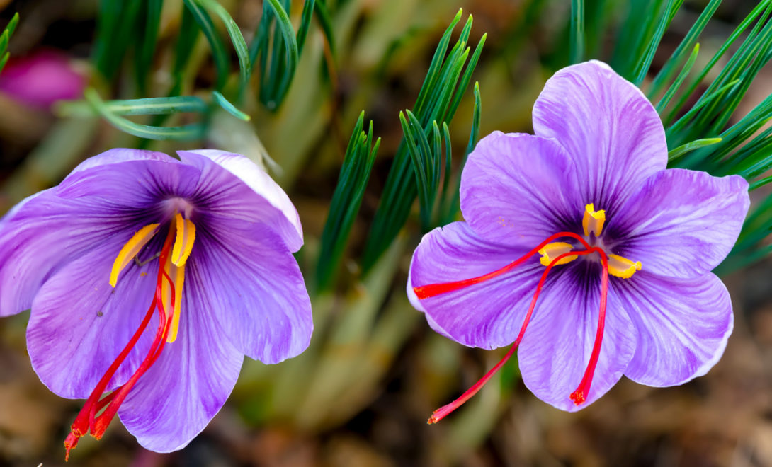 Flores de açafrão verdadeiro