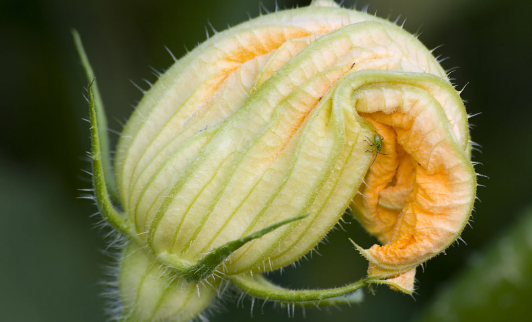 Flor de abóbora