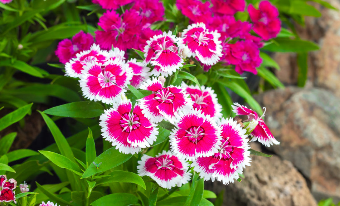 Flores comestíveis da espécie Dianthus chinensis
