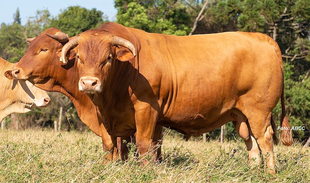 Caracu: conheça a raça bovina de dupla aptidão