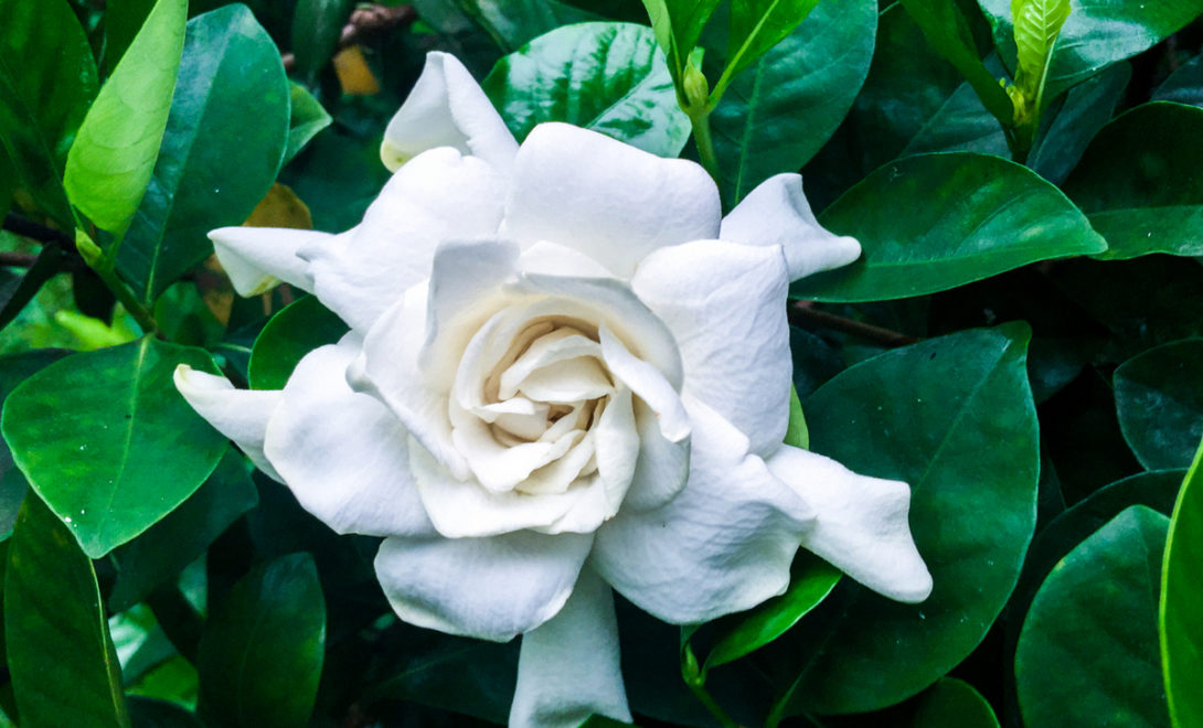 Flor de gardênia